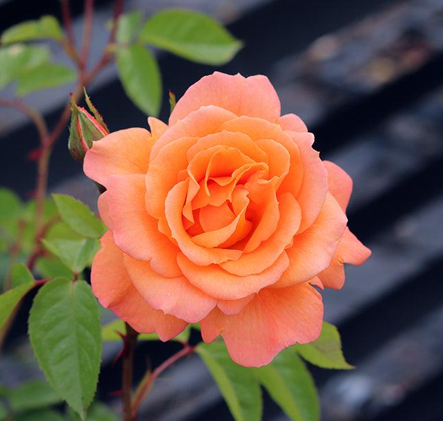 Award Winning Roses Delivered Fast