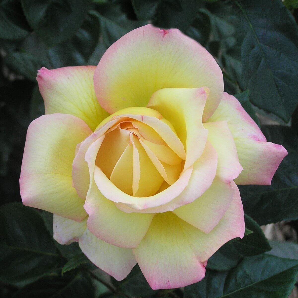 Mixed Colour Roses