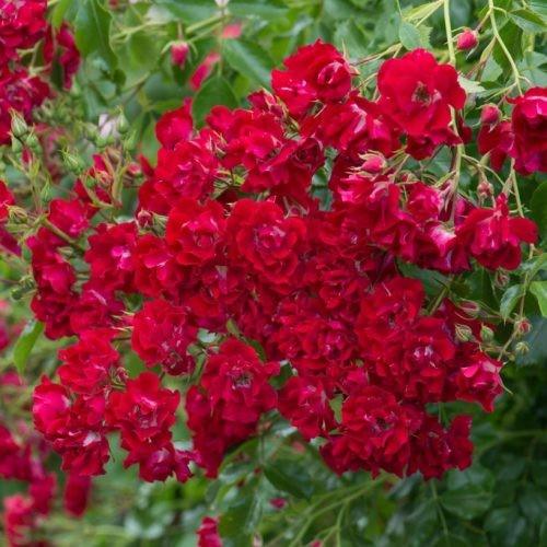 Bare Root Roses