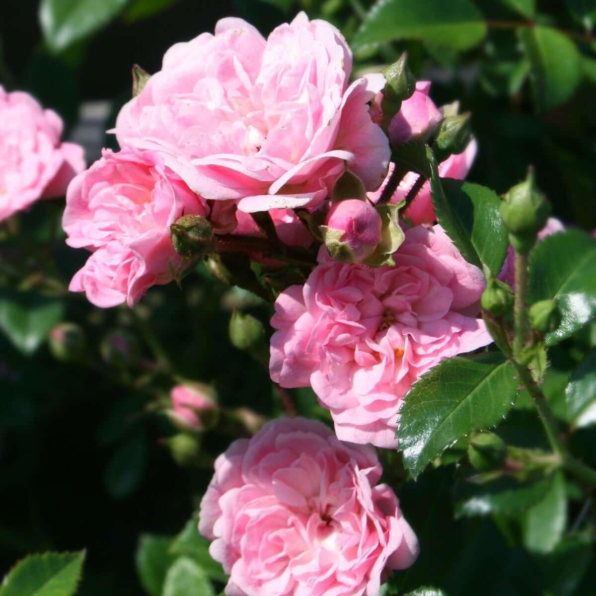In stock roses